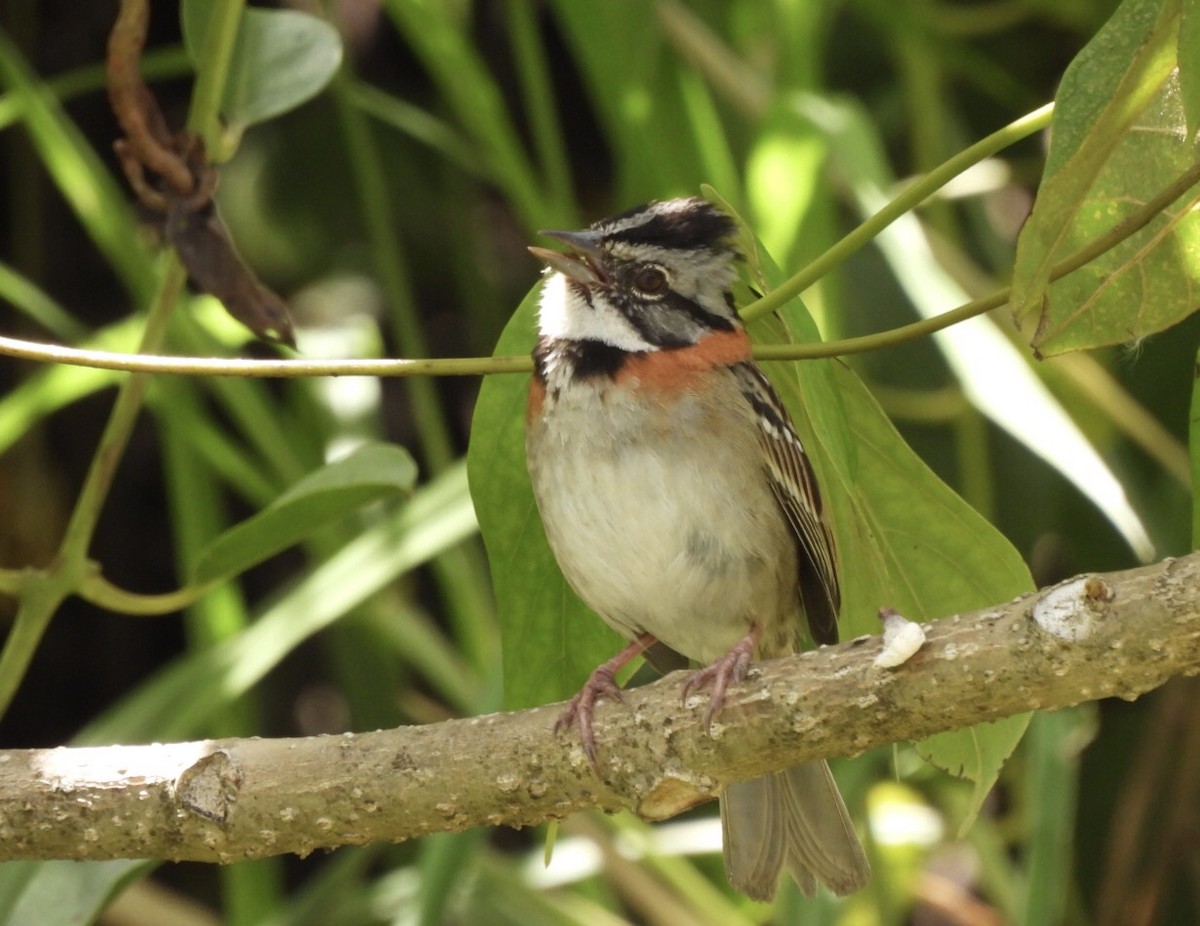 Rufous-collared Sparrow - ML631770567