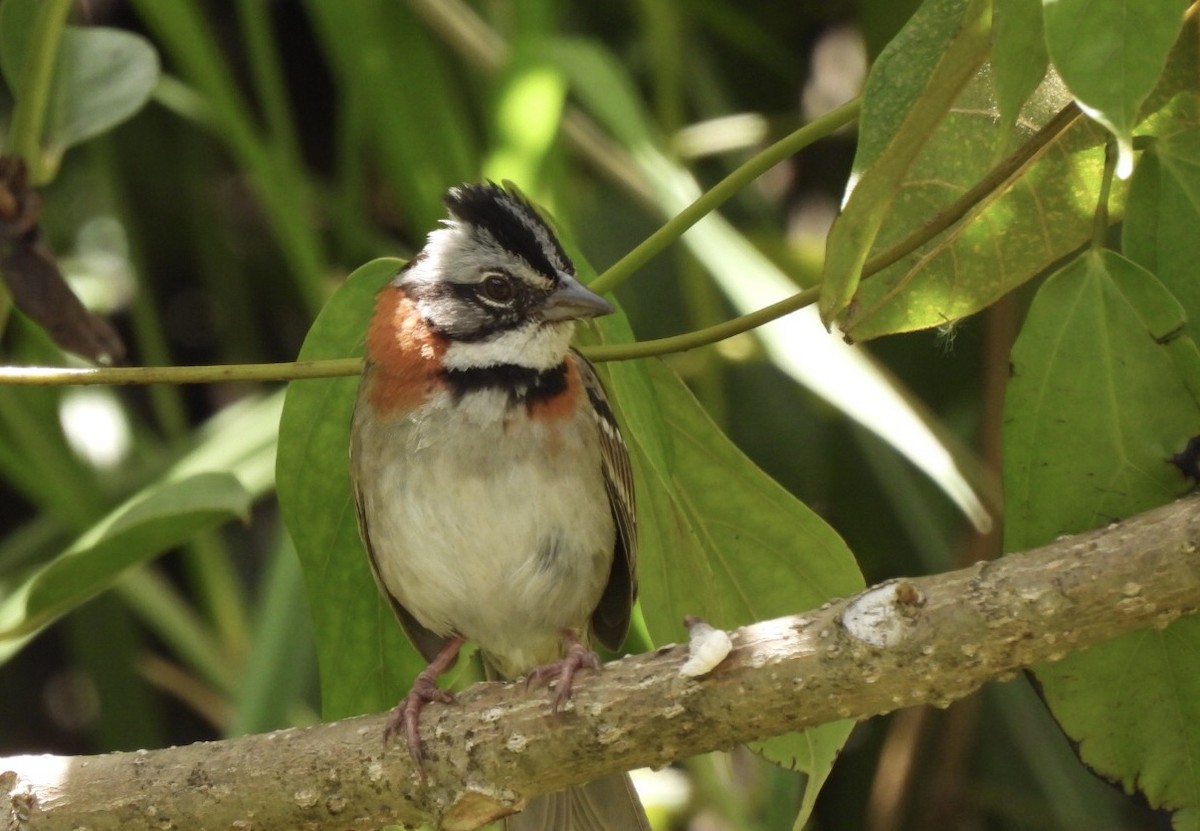 Rufous-collared Sparrow - ML631770568