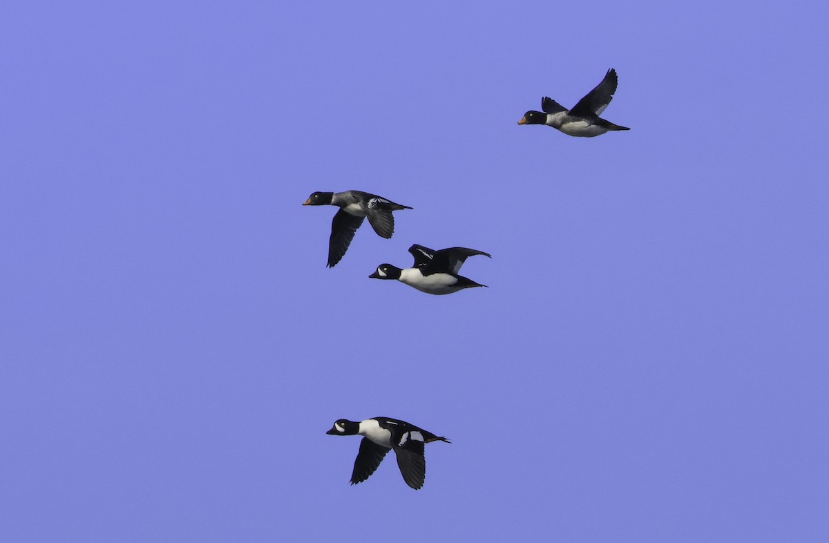 Barrow's Goldeneye - ML631770619