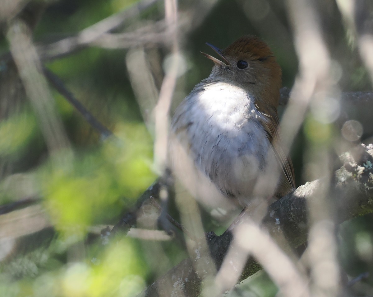 Russet Nightingale-Thrush - ML631771500