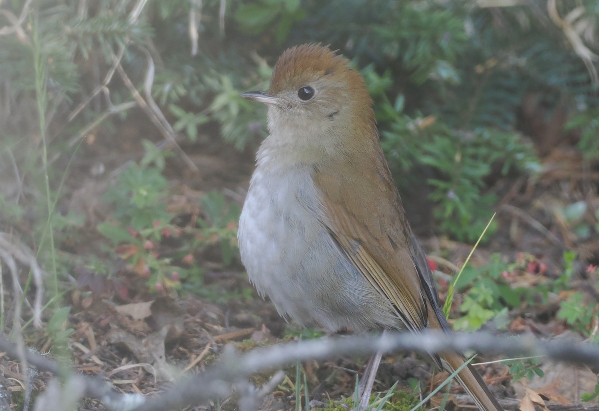 Russet Nightingale-Thrush - ML631771525