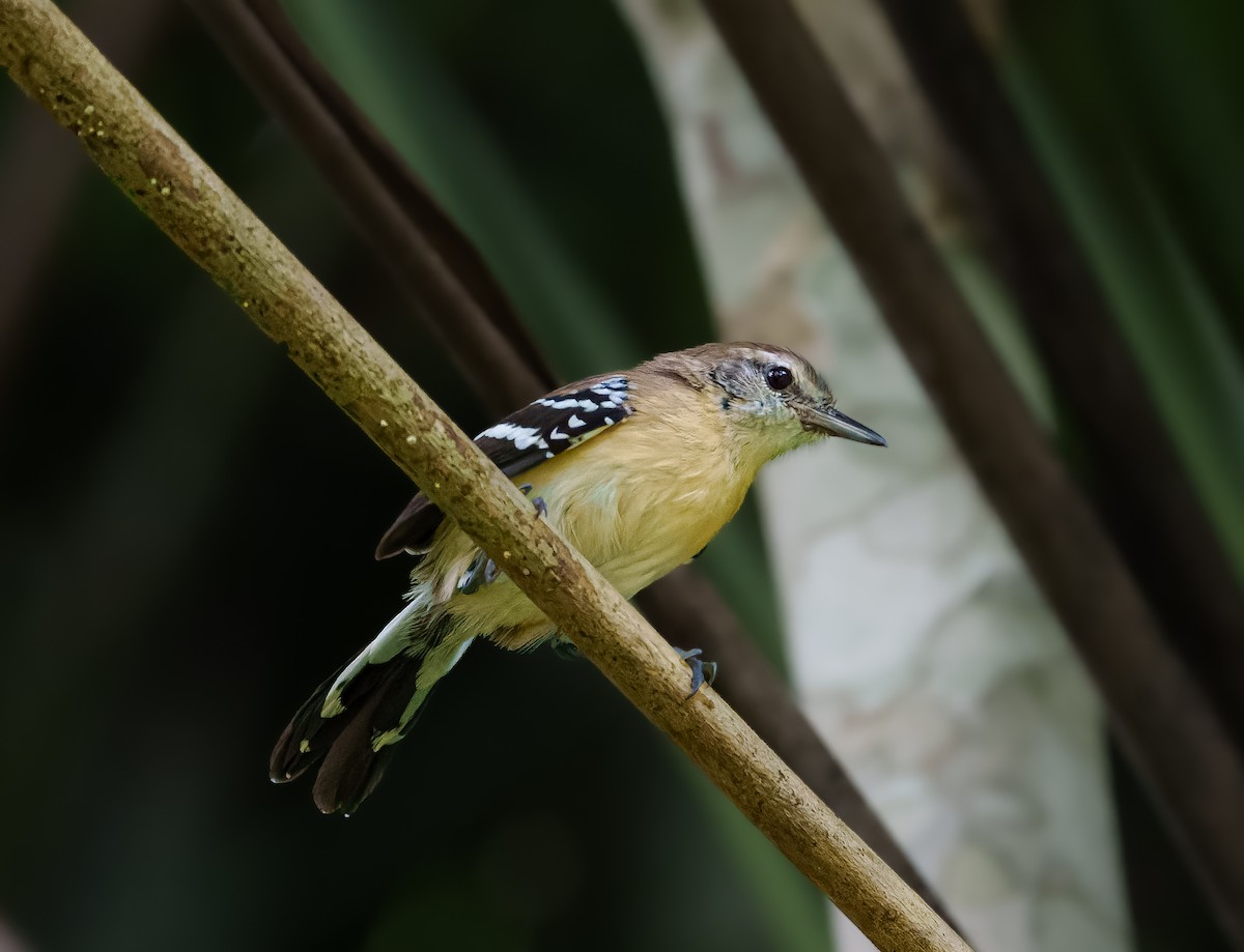 Northern White-fringed Antwren - ML631771541