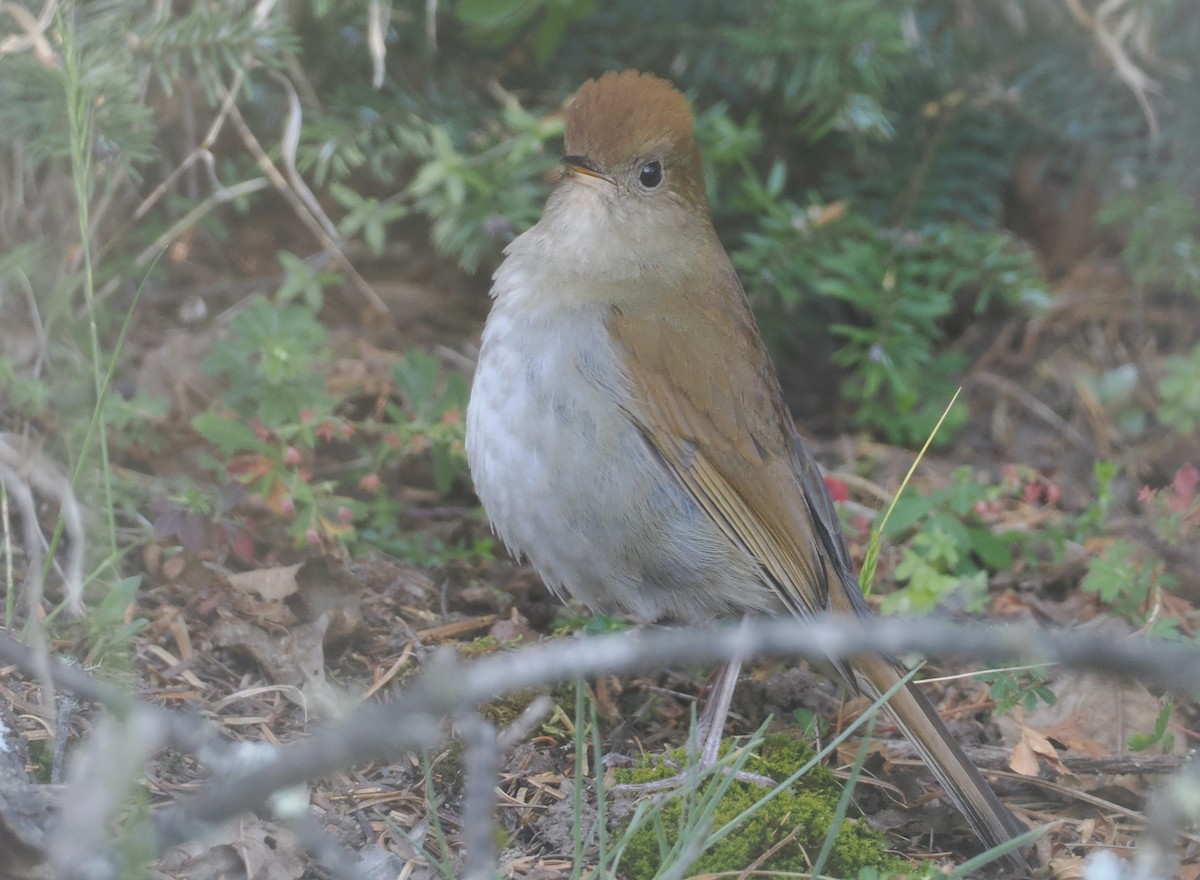 Russet Nightingale-Thrush - ML631771543