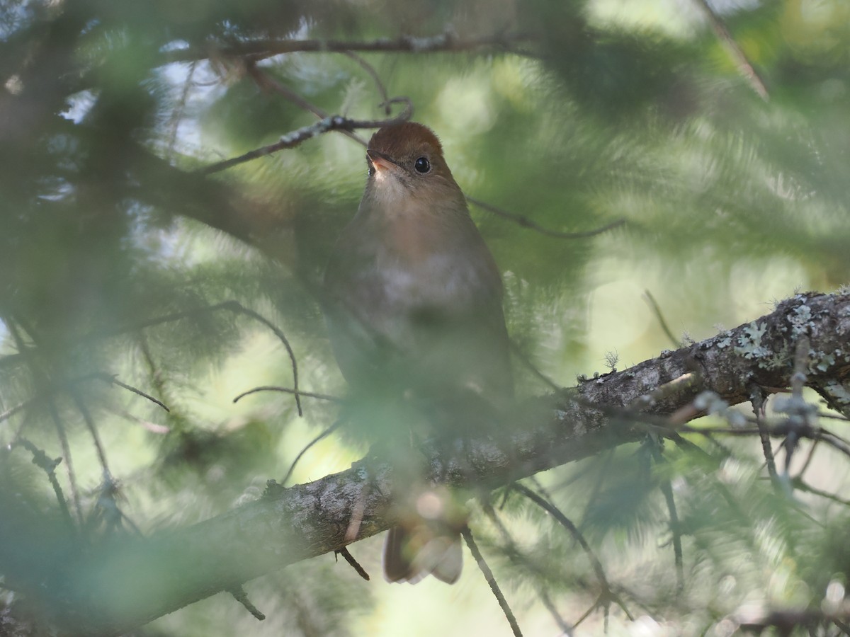 Russet Nightingale-Thrush - ML631771557