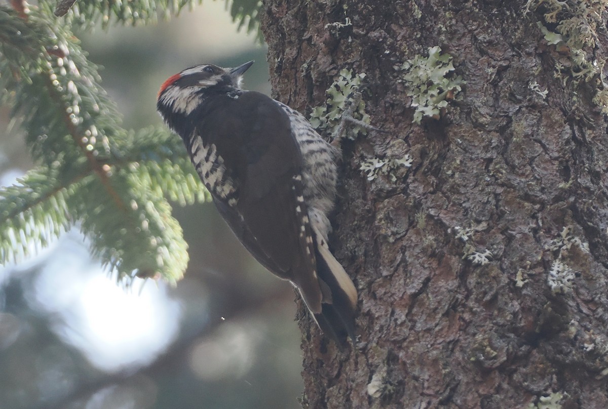 Strickland's Woodpecker - ML631771587