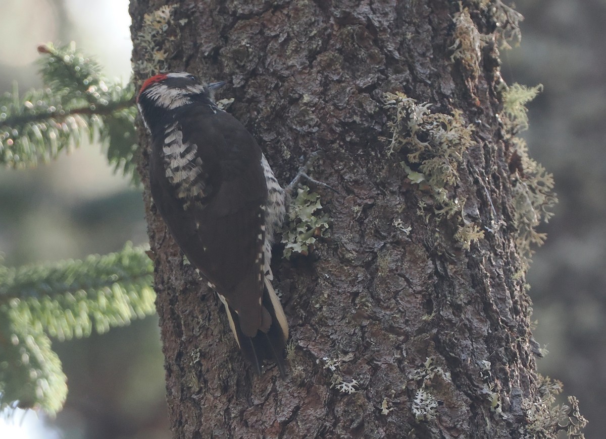 Strickland's Woodpecker - ML631771635