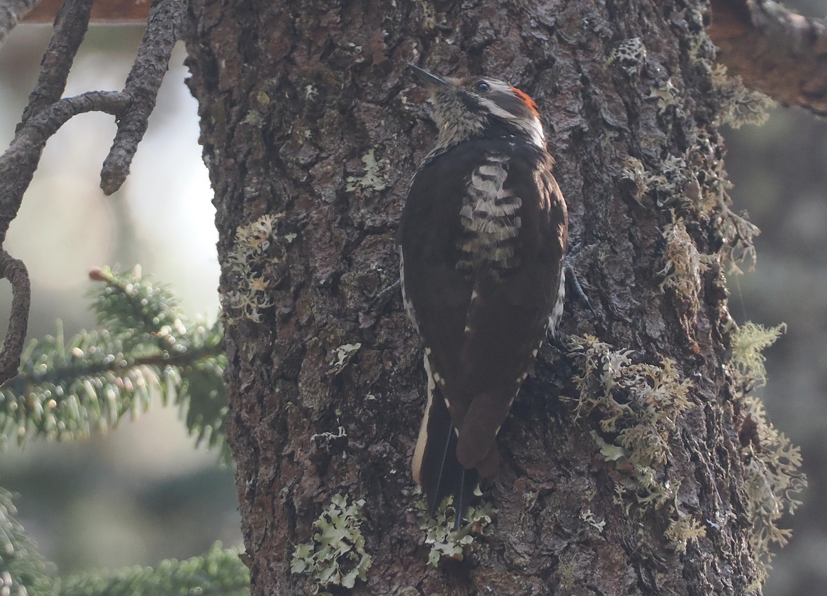 Strickland's Woodpecker - ML631771660