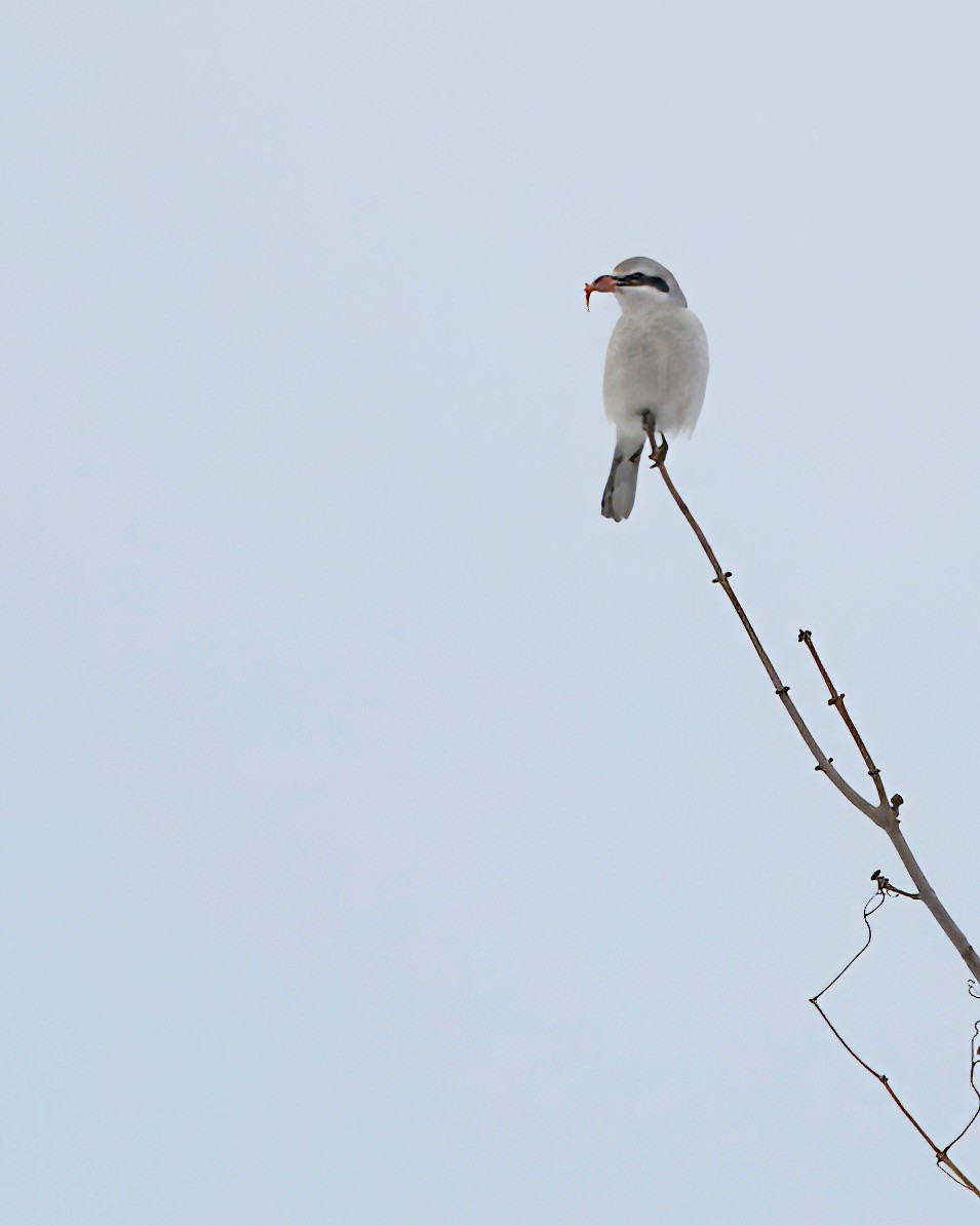 Northern Shrike - ML631771722