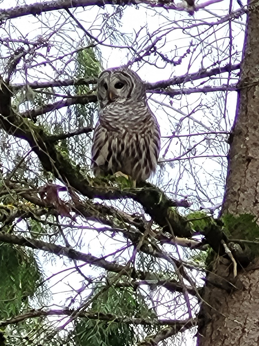 Barred Owl - ML631771772