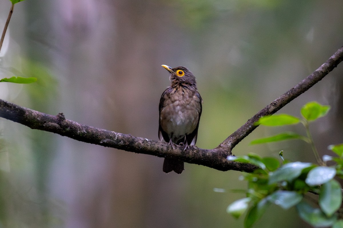 Spectacled Thrush - ML631771880