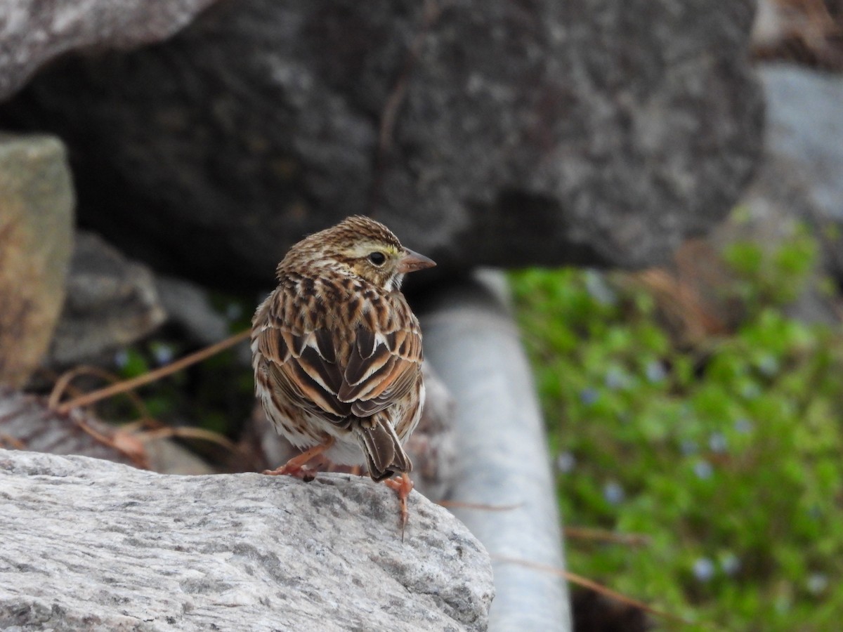 Savannah Sparrow - ML631772094
