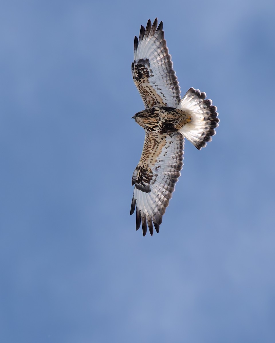 Rough-legged Hawk - ML631772104