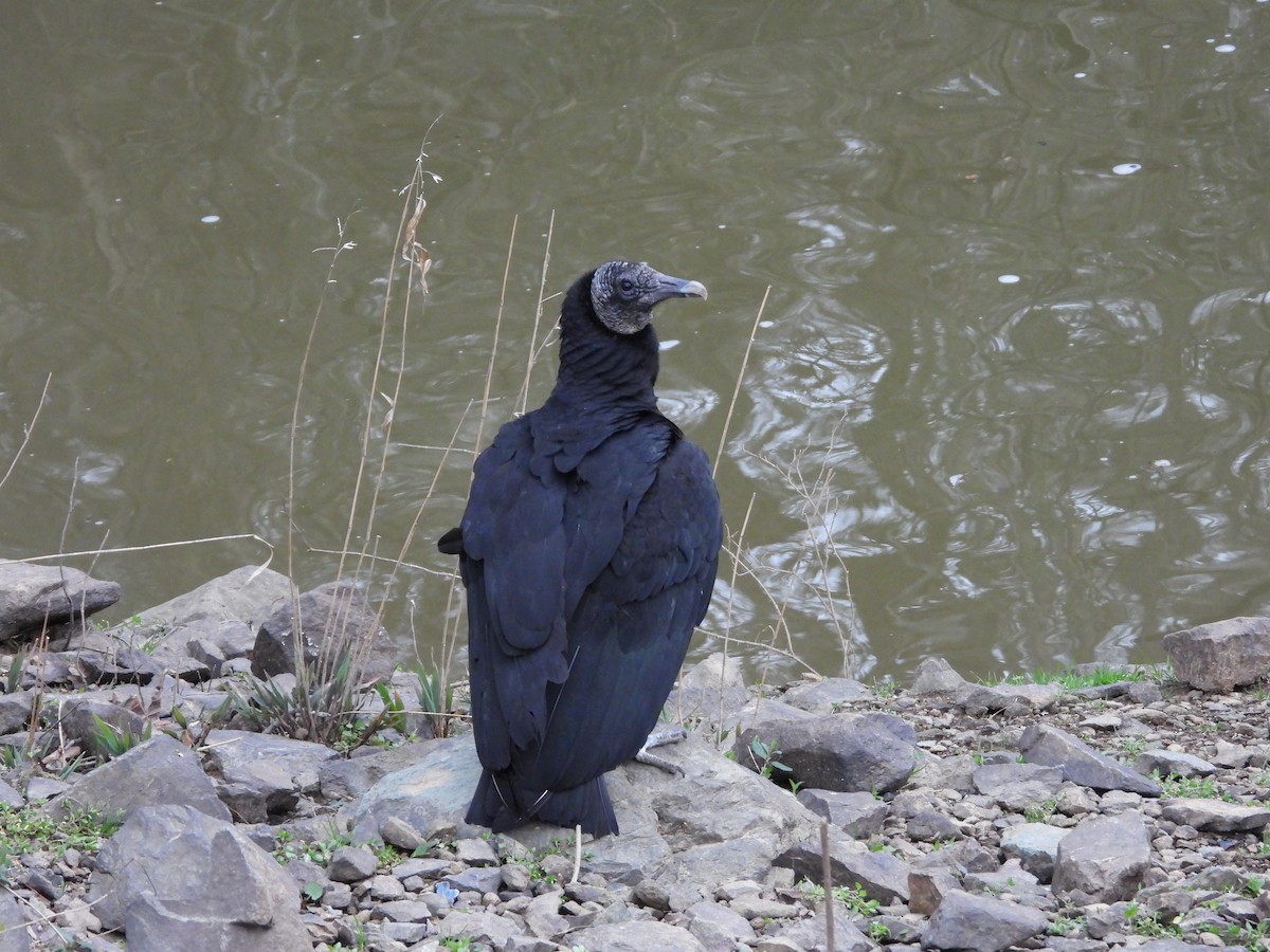 Black Vulture - ML631772149