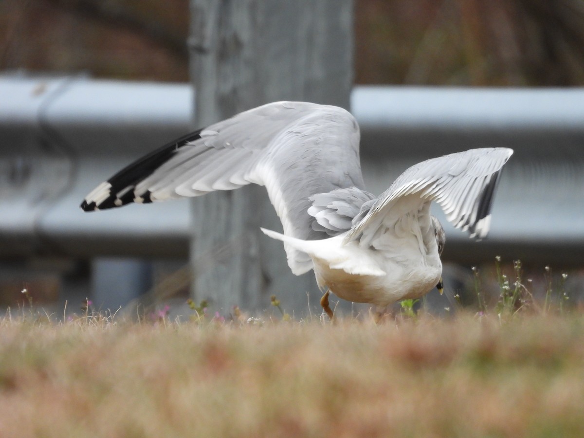 Ring-billed Gull - ML631772159
