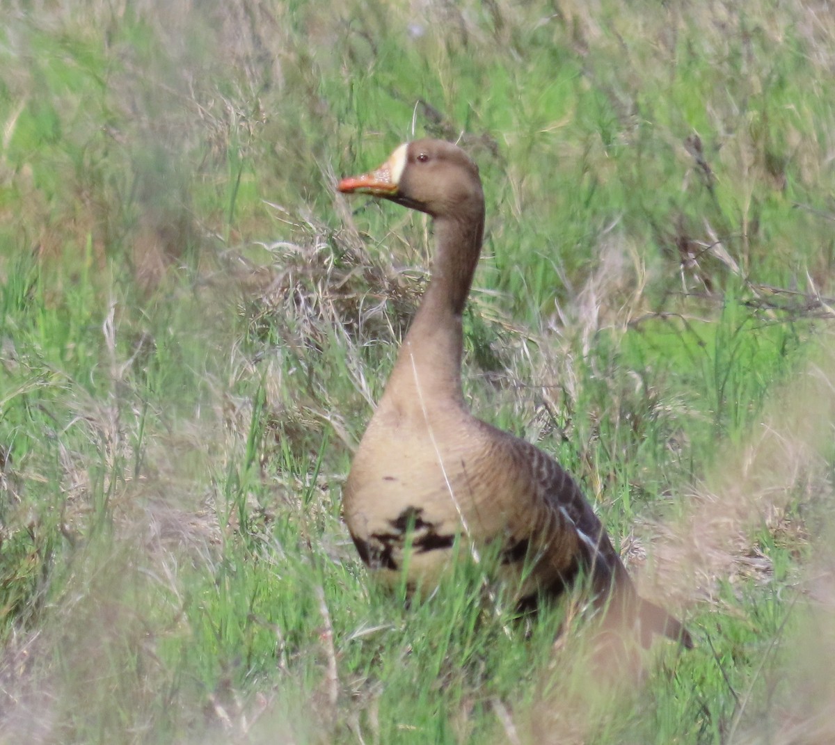 Greater White-fronted Goose - ML631772174