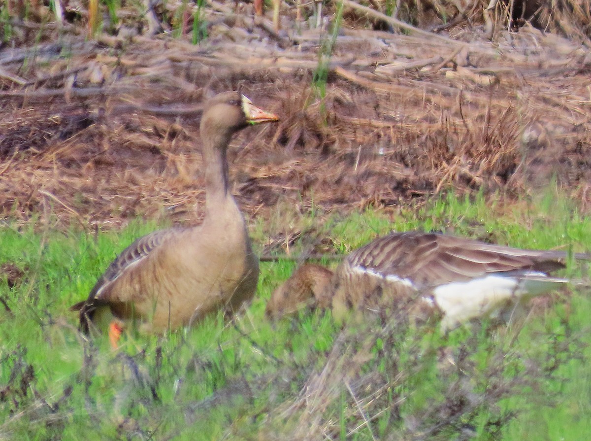 Greater White-fronted Goose - ML631772193
