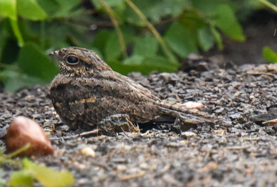 Freckled Nightjar - ML631772195