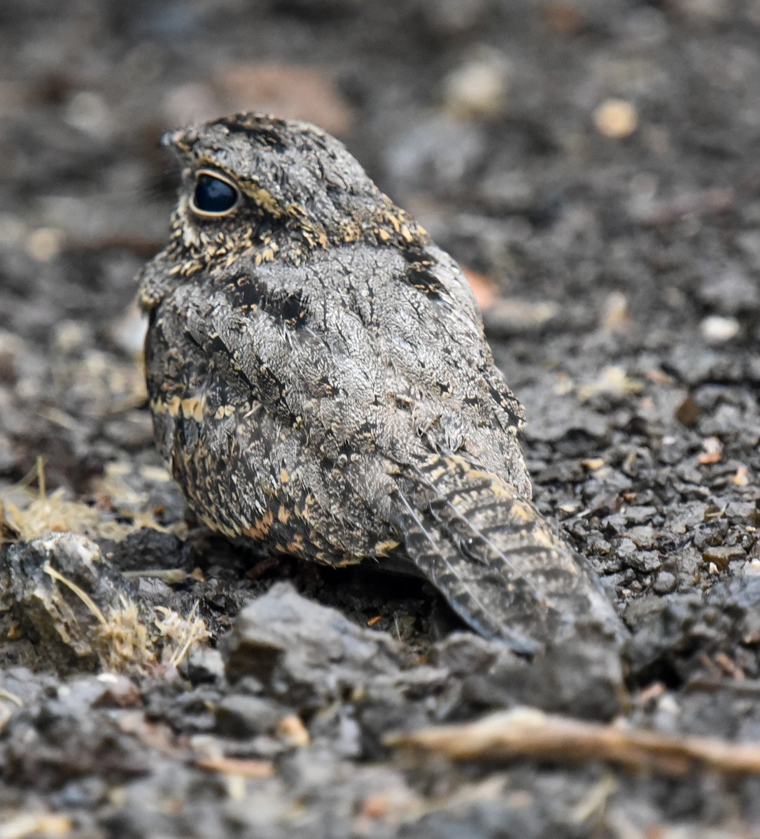 Freckled Nightjar - ML631772196