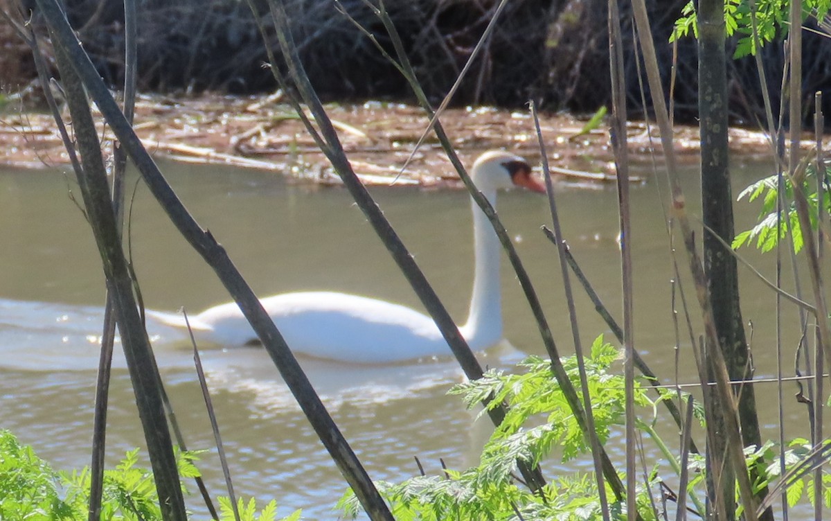 Mute Swan - ML631772259