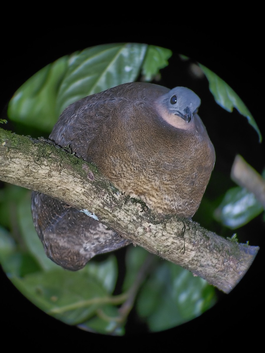 Highland Tinamou (Costa Rican) - ML631772272