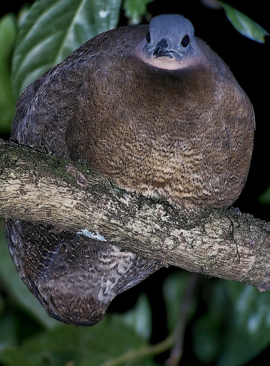 Highland Tinamou (Costa Rican) - ML631772283