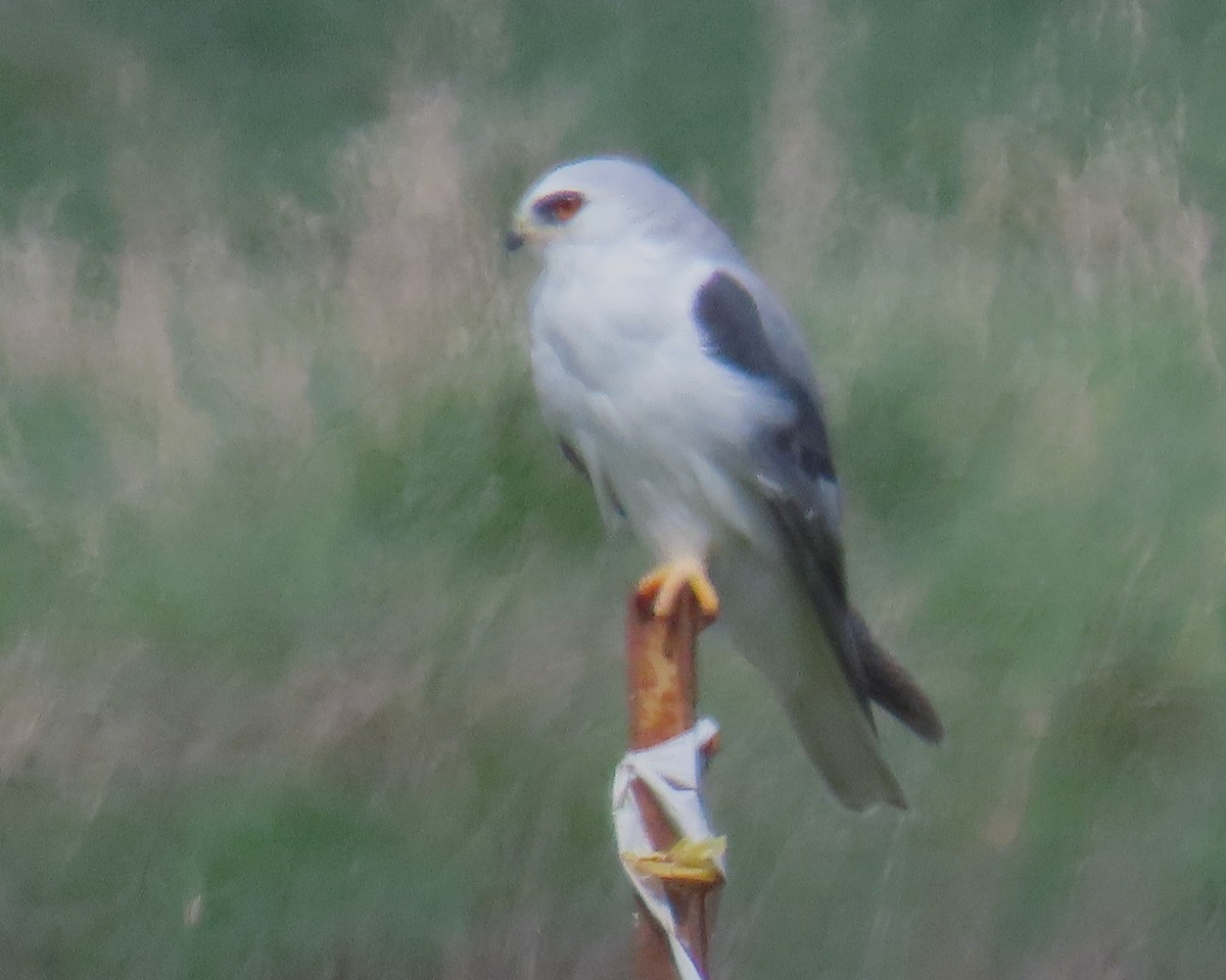 White-tailed Kite - ML631772335