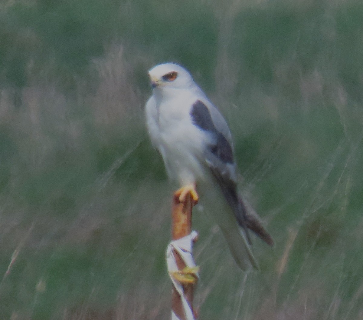 White-tailed Kite - ML631772336