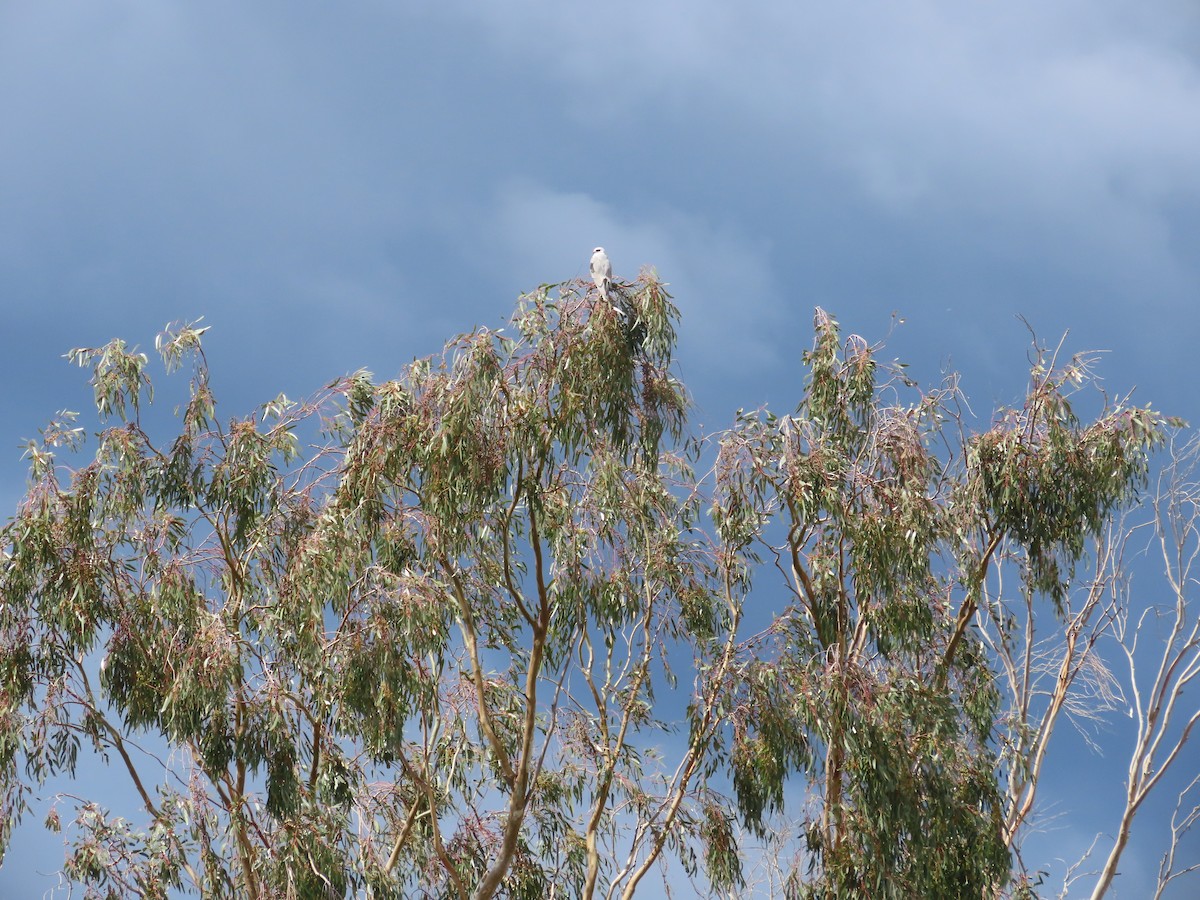 White-tailed Kite - ML631772338