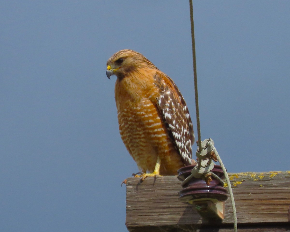 Red-shouldered Hawk - ML631772353