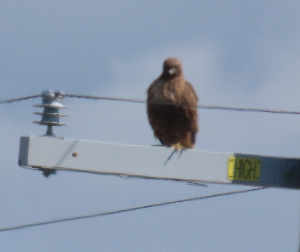 Red-tailed Hawk - ML631772371
