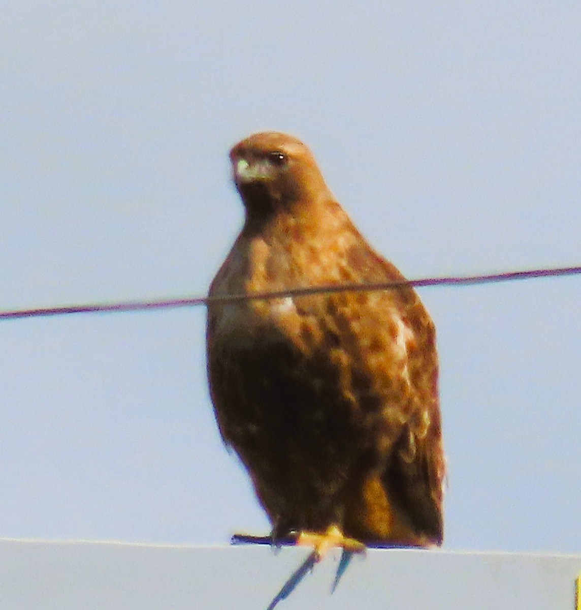 Red-tailed Hawk - ML631772372