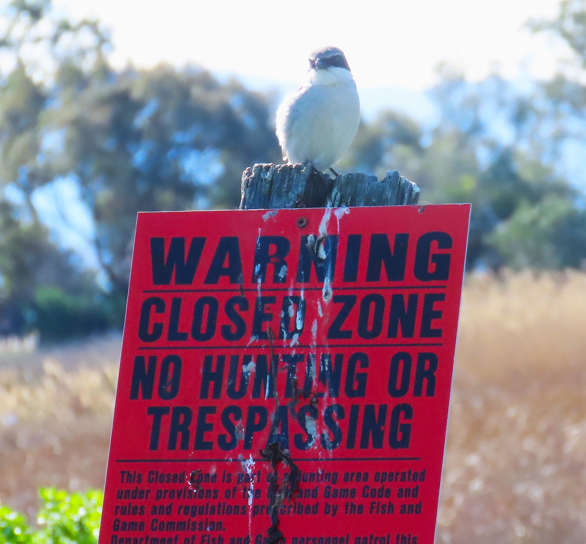 Loggerhead Shrike - ML631772388