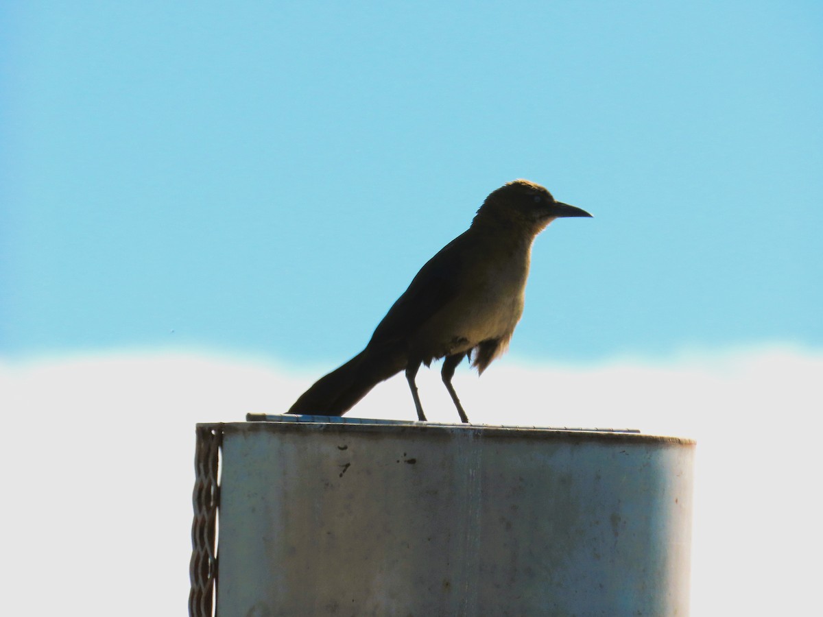 Great-tailed Grackle - ML631772396