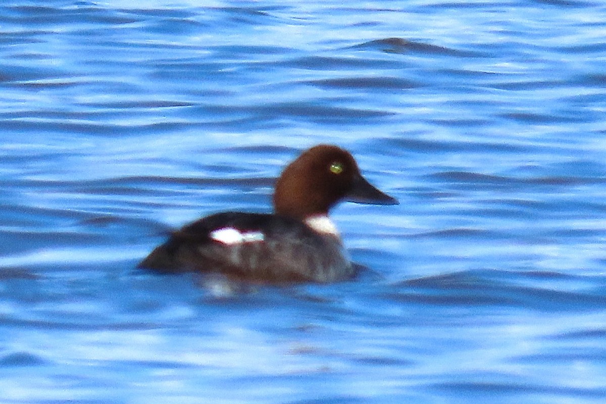 Common Goldeneye - ML631772424