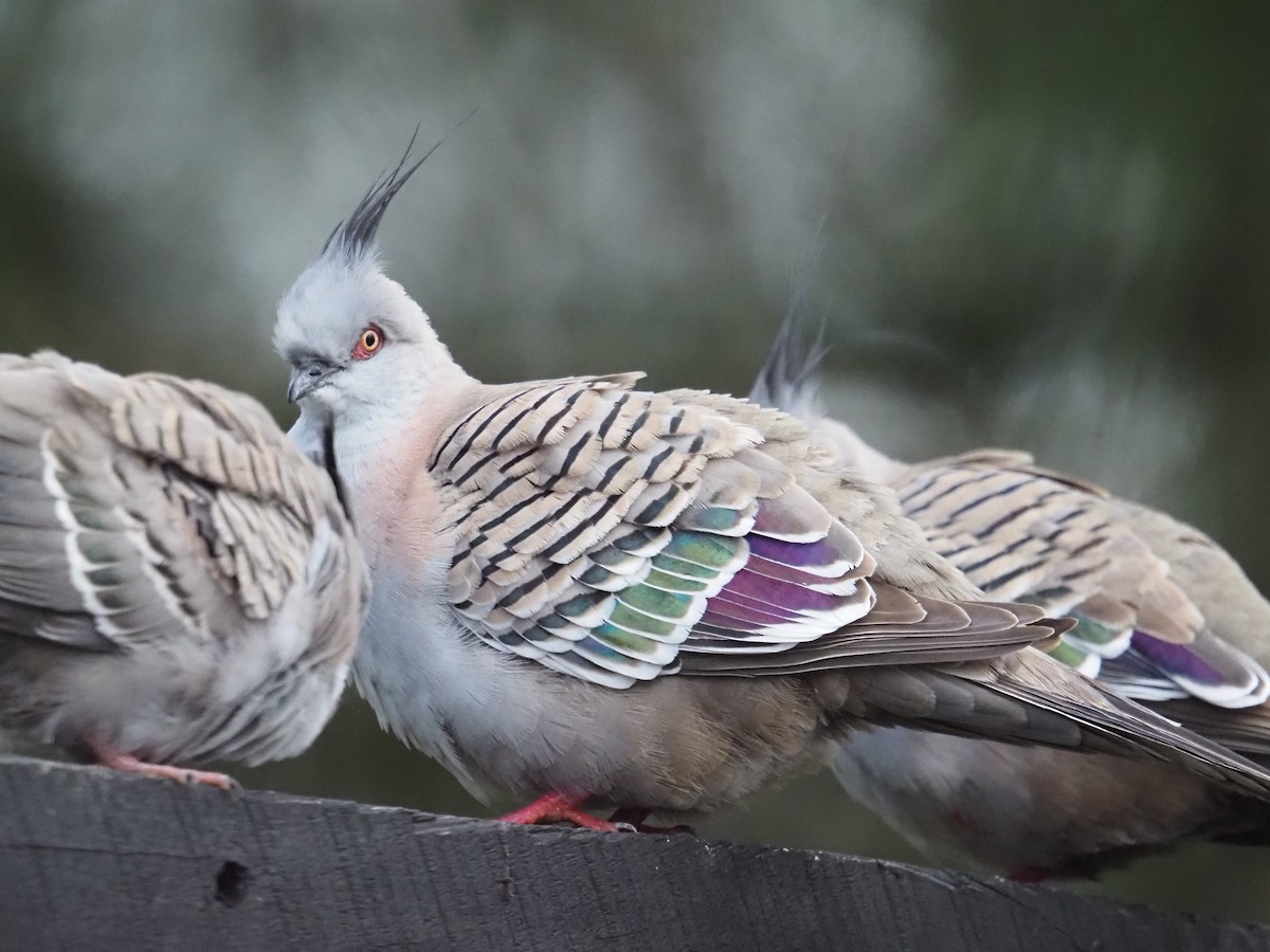 Crested Pigeon - ML631772427