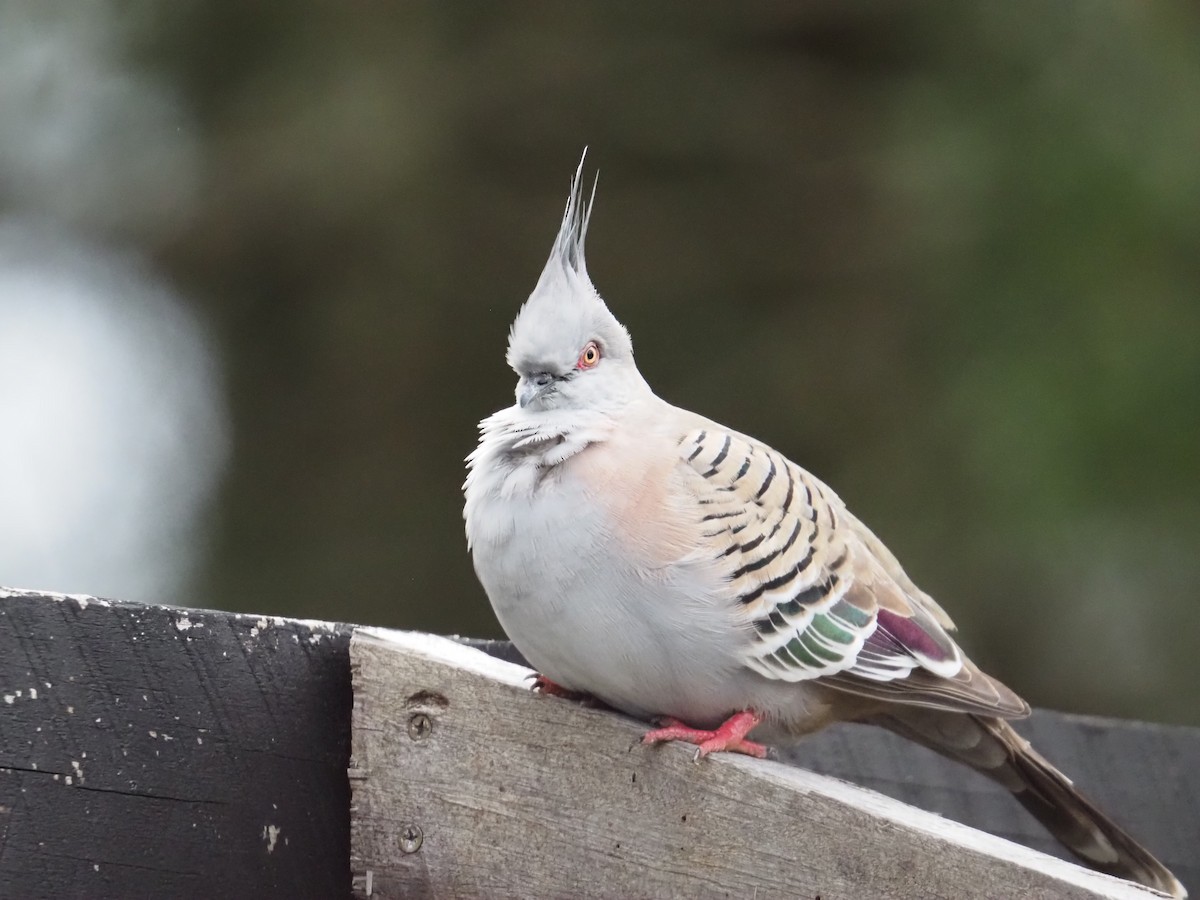 Crested Pigeon - ML631772437