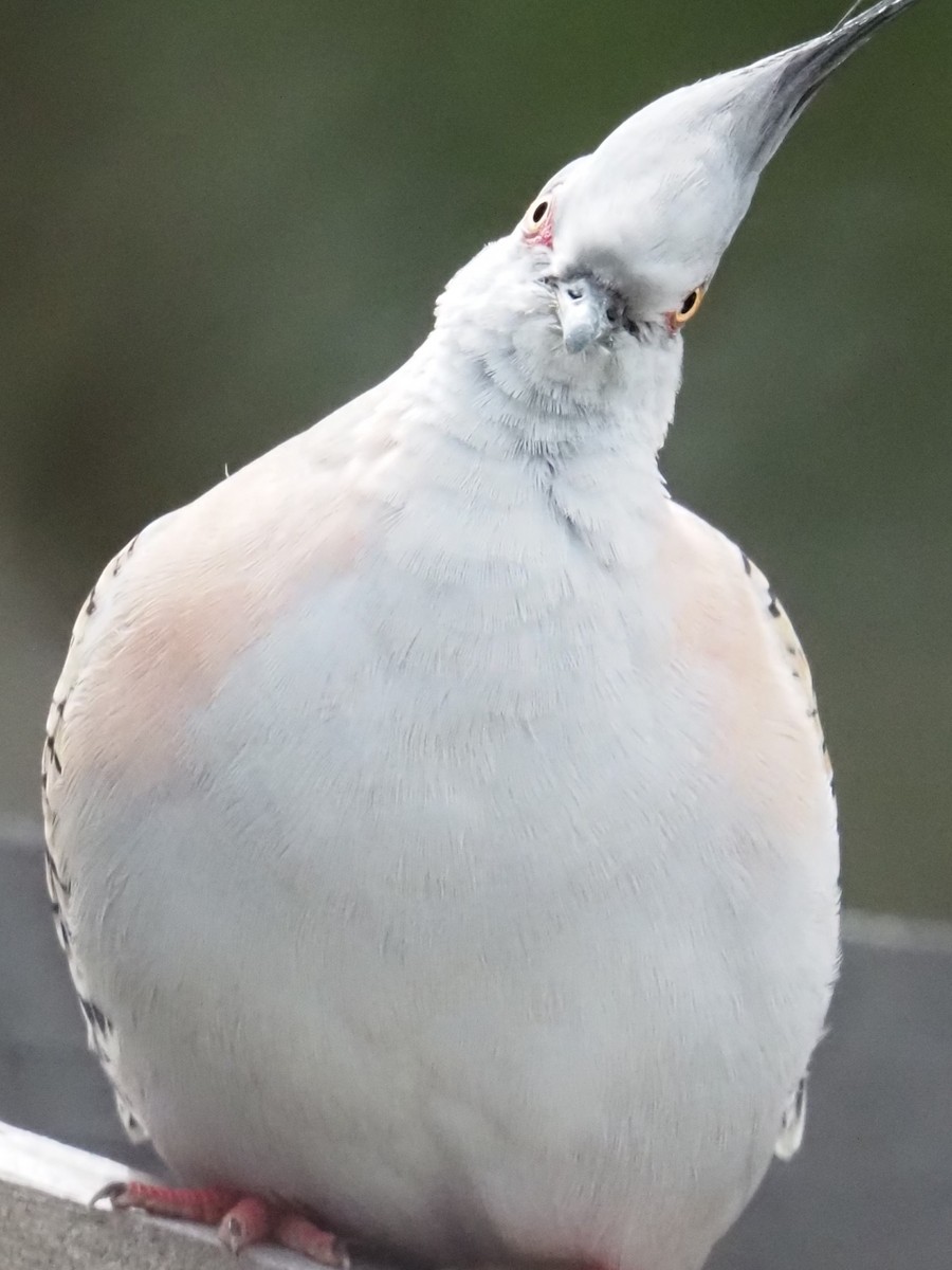 Crested Pigeon - ML631772442