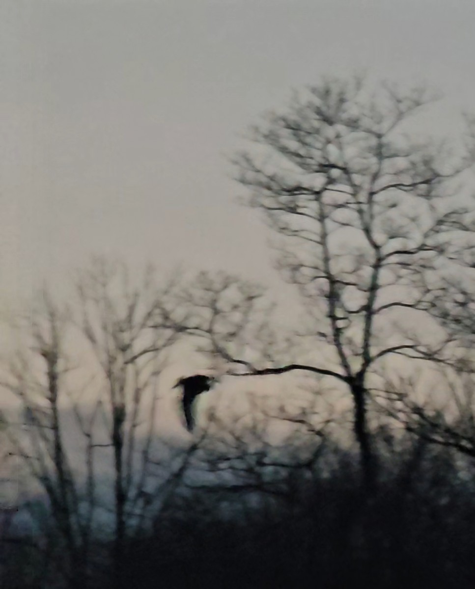 American Woodcock - ML631772518