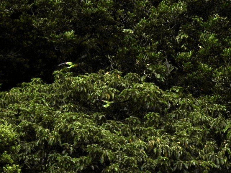 St. Lucia Amazon - ML631772661