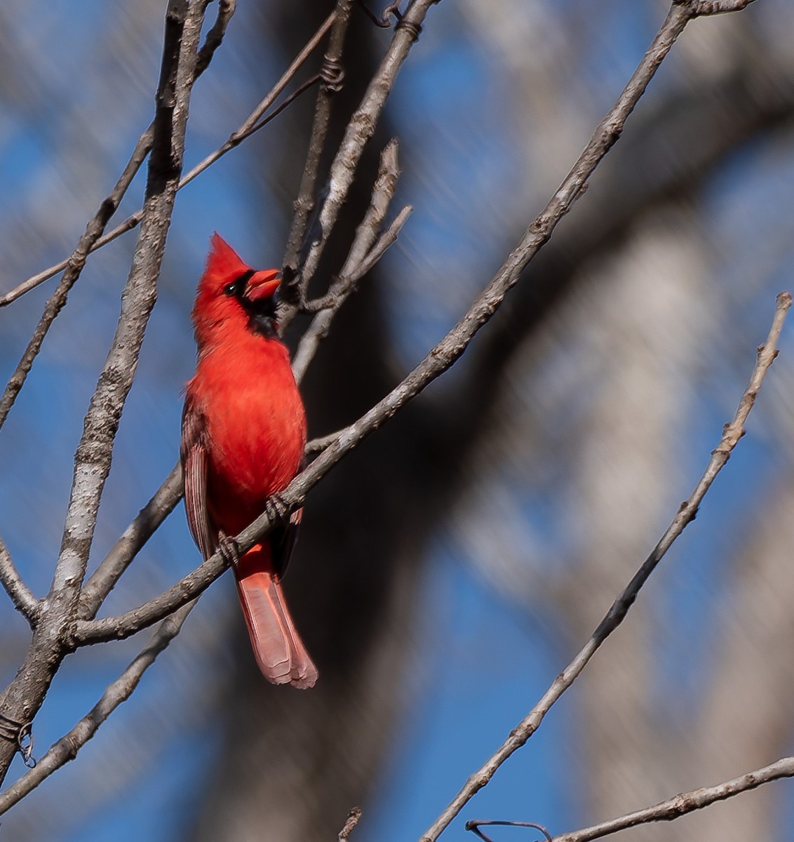 Northern Cardinal - ML631772920