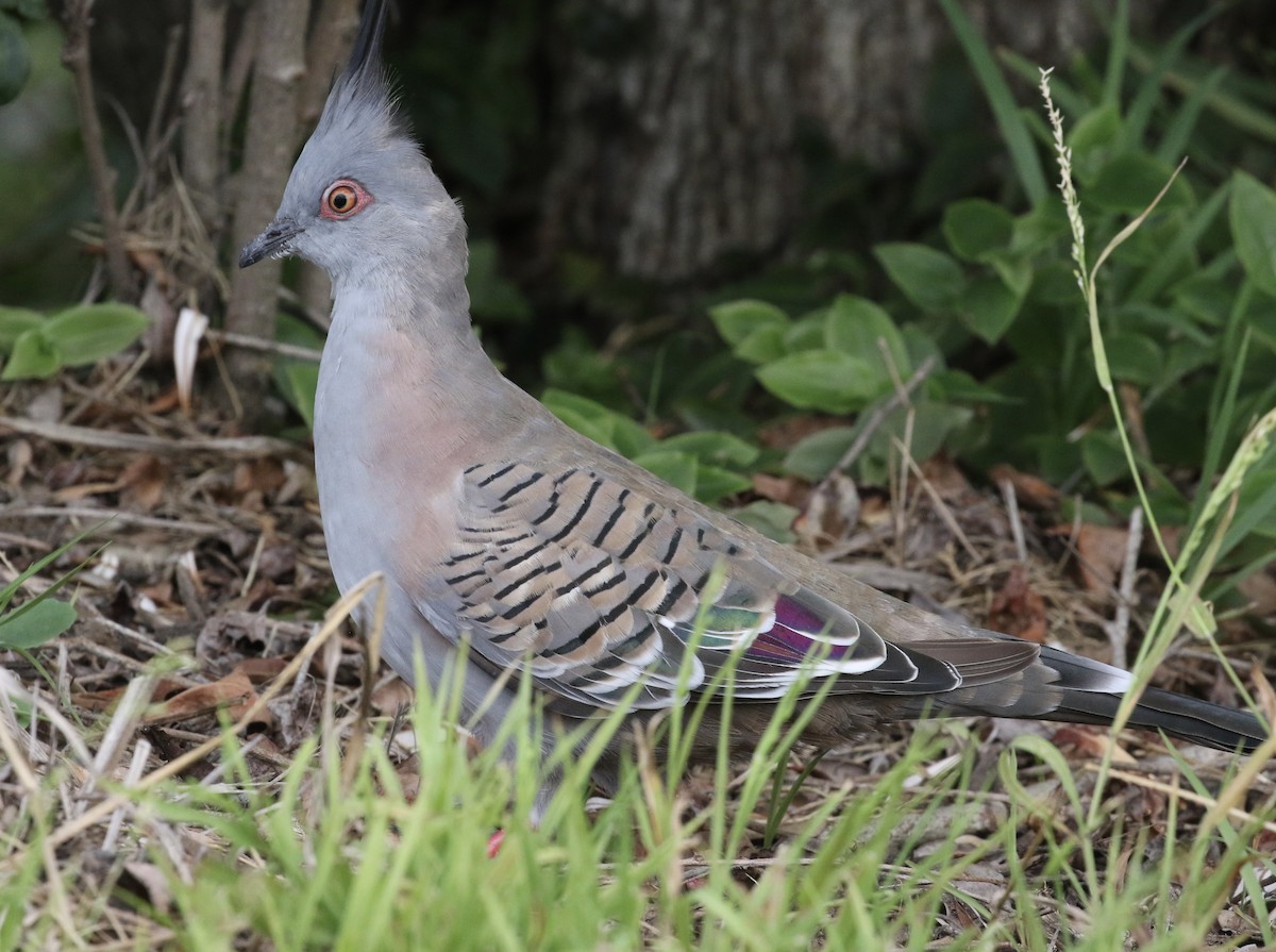 Crested Pigeon - ML631773084