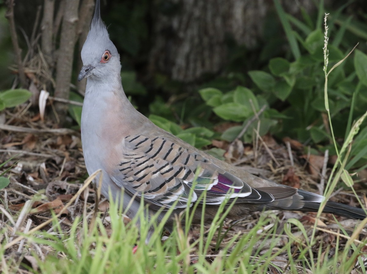 Crested Pigeon - ML631773089