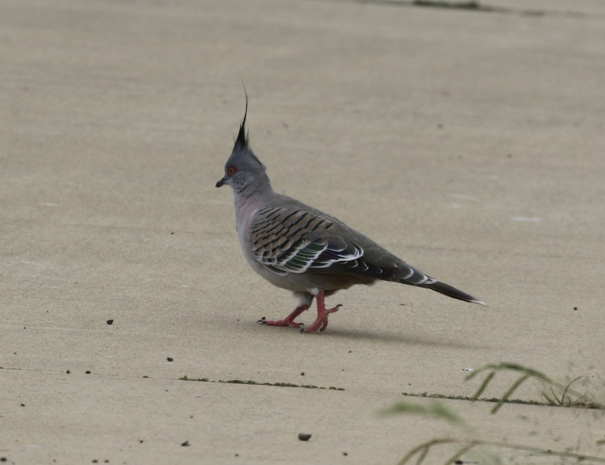 Crested Pigeon - ML631773092