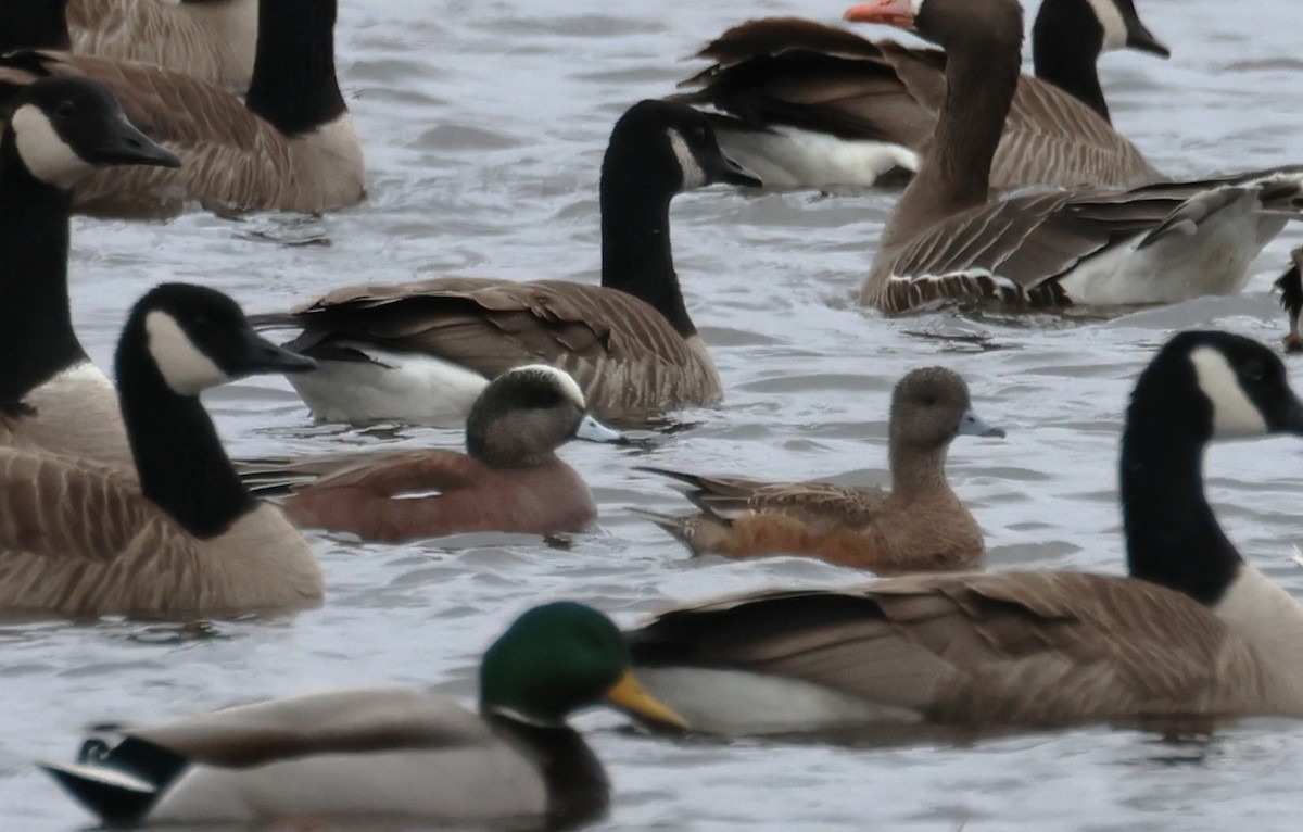 American Wigeon - ML631773129