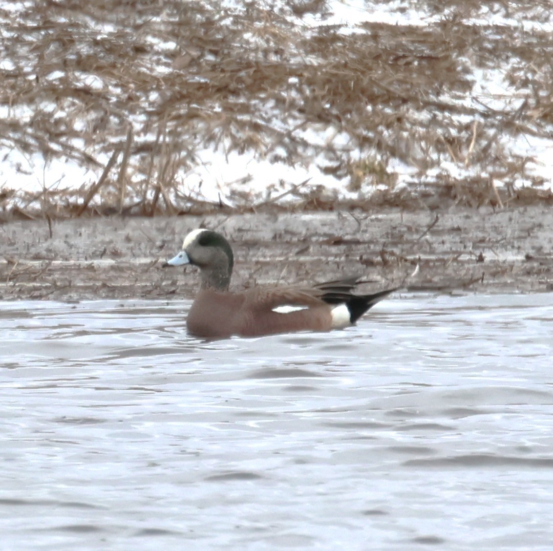 American Wigeon - ML631773161