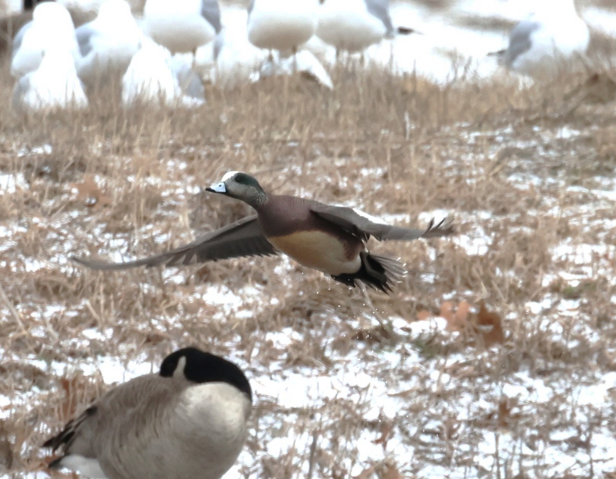 American Wigeon - ML631773163