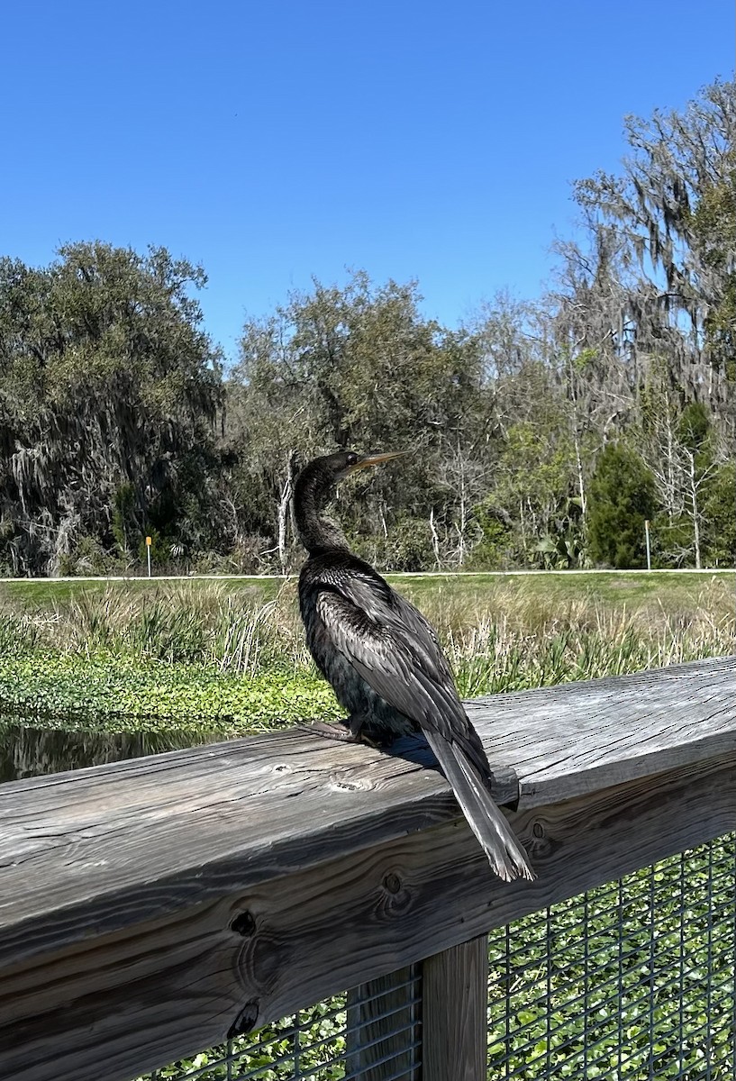 Anhinga Americana - ML631773268