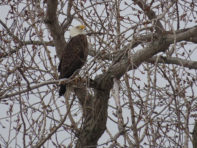 Bald Eagle - ML631773309