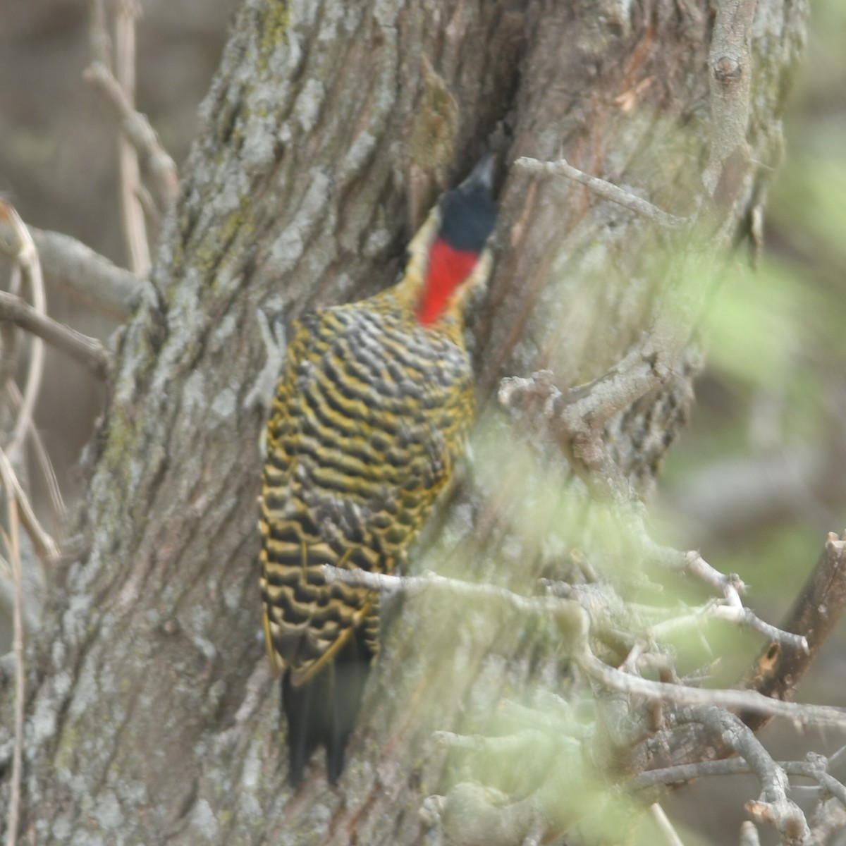 Green-barred Woodpecker - ML631773362