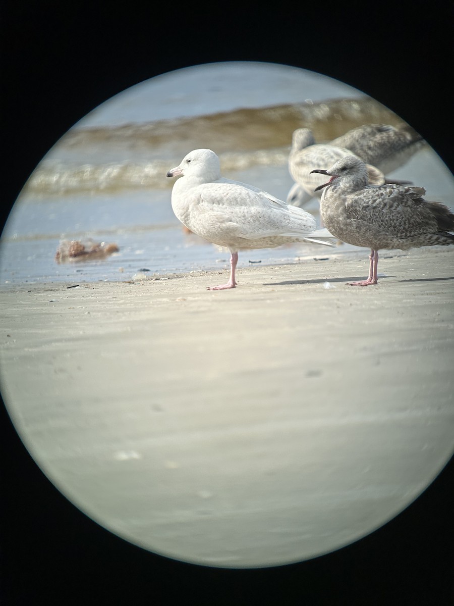 Gavión Hiperbóreo - ML631773454